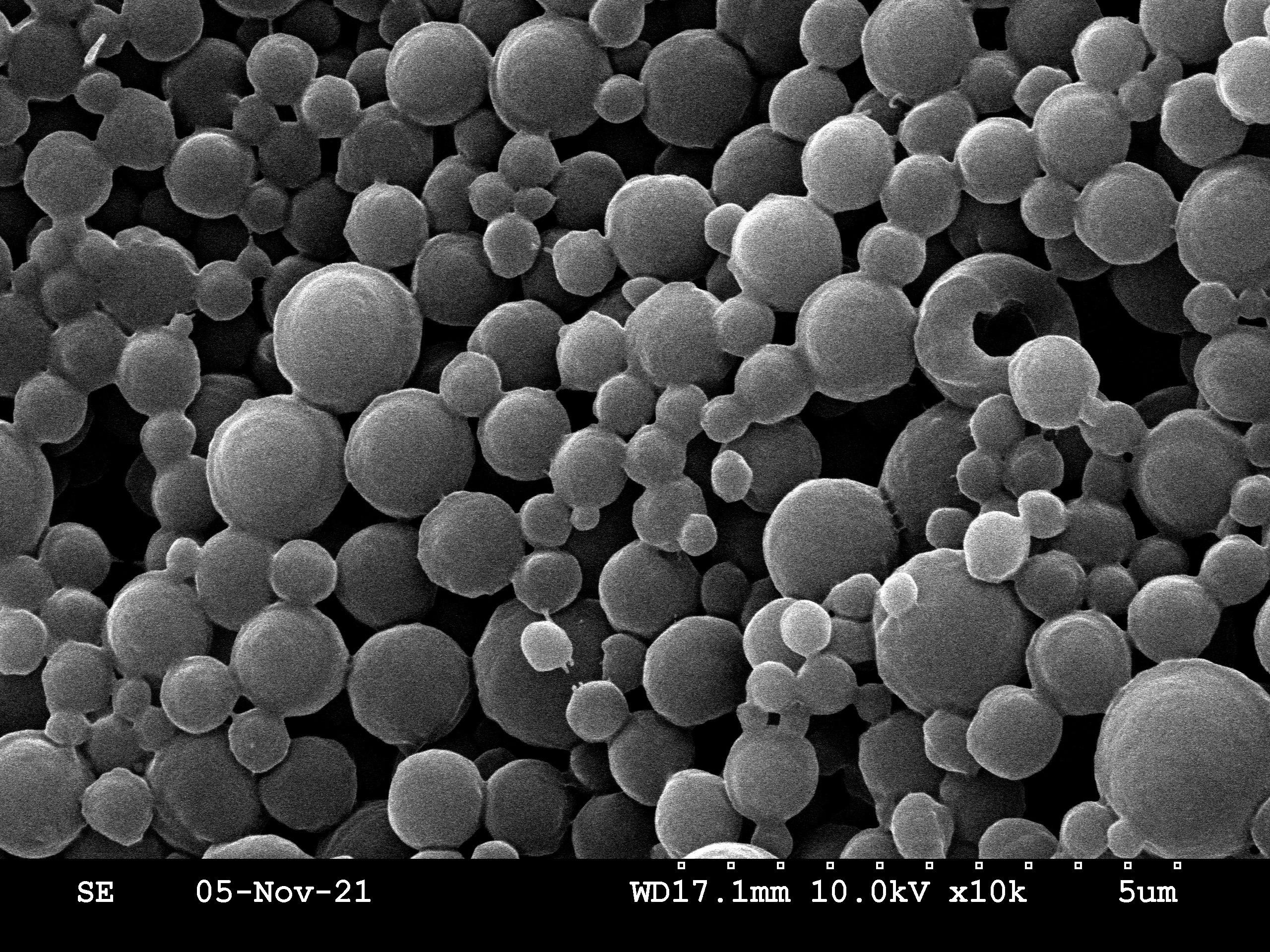 SEM image of polycaprolactone particles